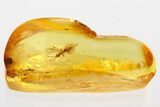 Detailed Fossil Parasitoid Wasp (Braconidae) in Baltic Amber #343284-1